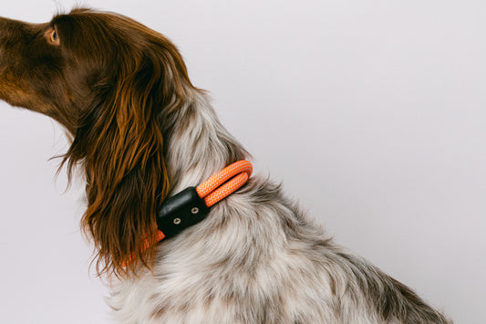 SOLAR LEASH