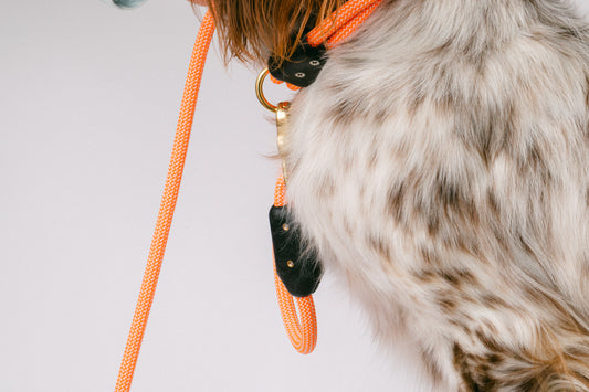 SOLAR LEASH